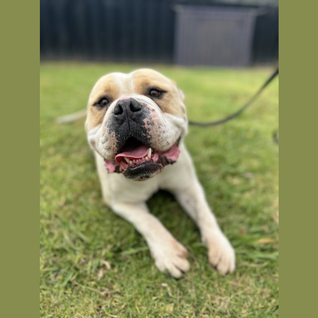 Photo of Ollie