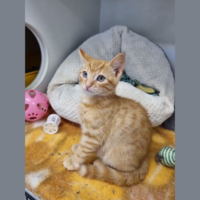 Photo of Cinnamon