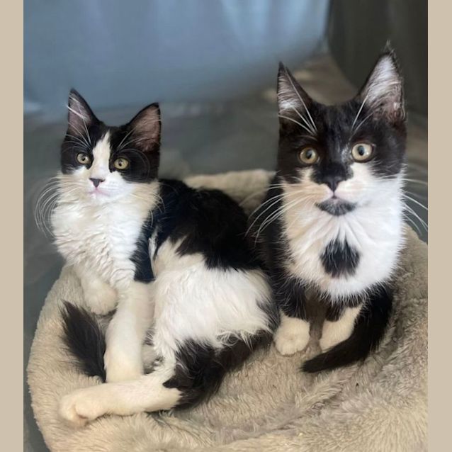 Photo of Hummus And Guac