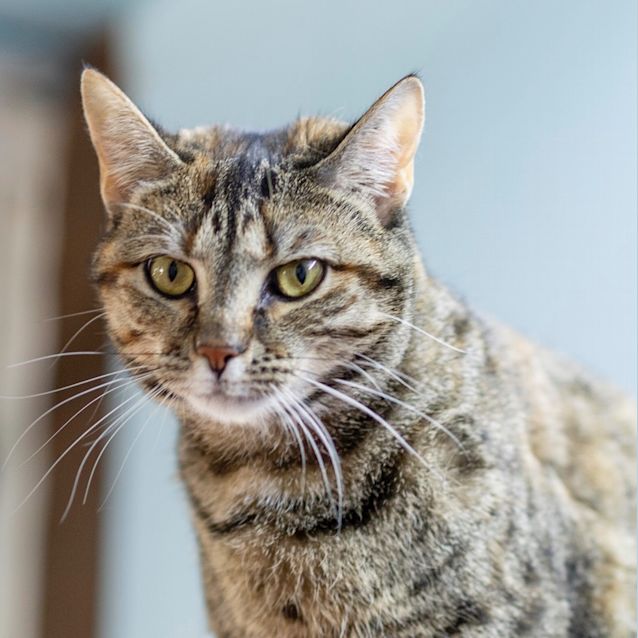 Photo of Muffin