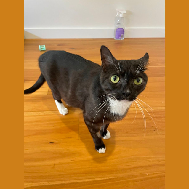 Photo of Pebbles   Located In Braybrook