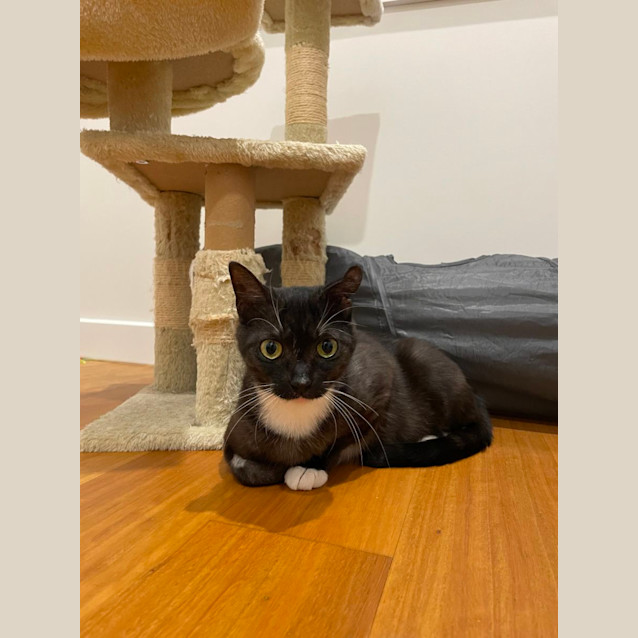 Photo of Pebbles   Located In Braybrook