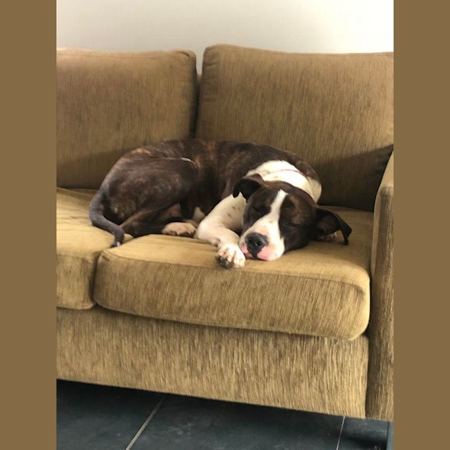 Photo of Dude