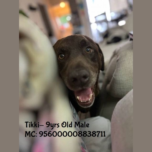 Photo of Tikki / Anni