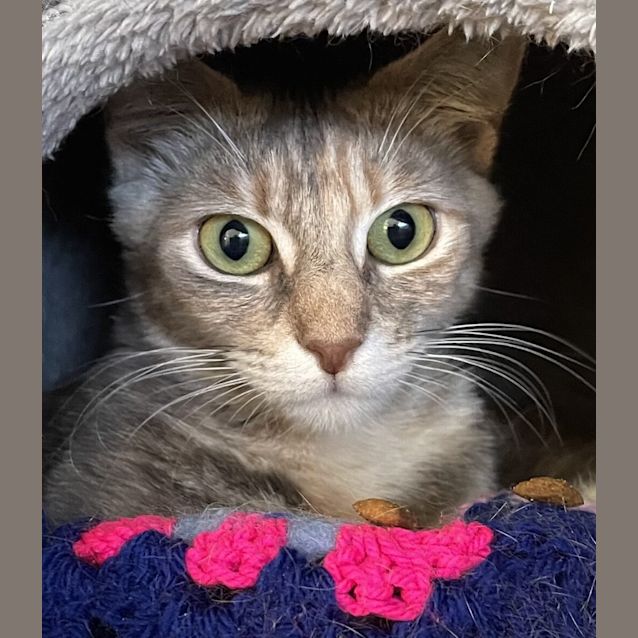 Photo of Peaches