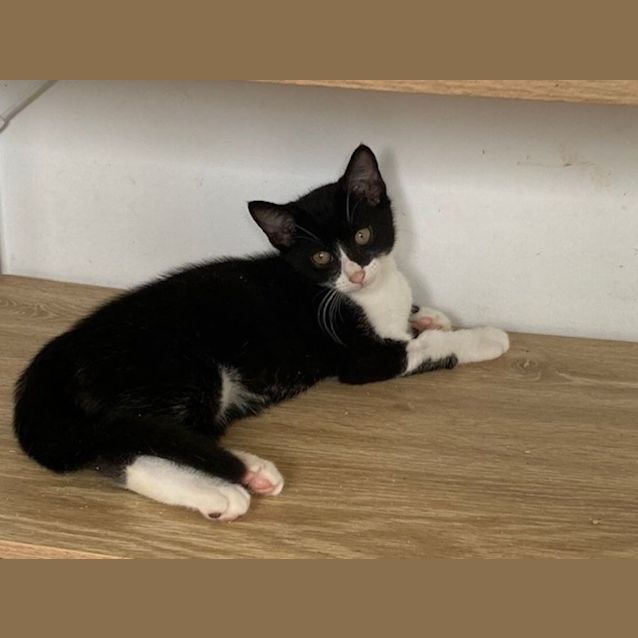 Photo of C1148 Fuzzy