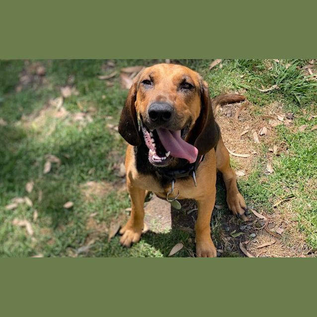 Photo of Stella