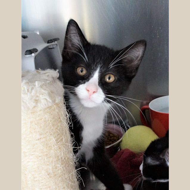 Photo of Remington
