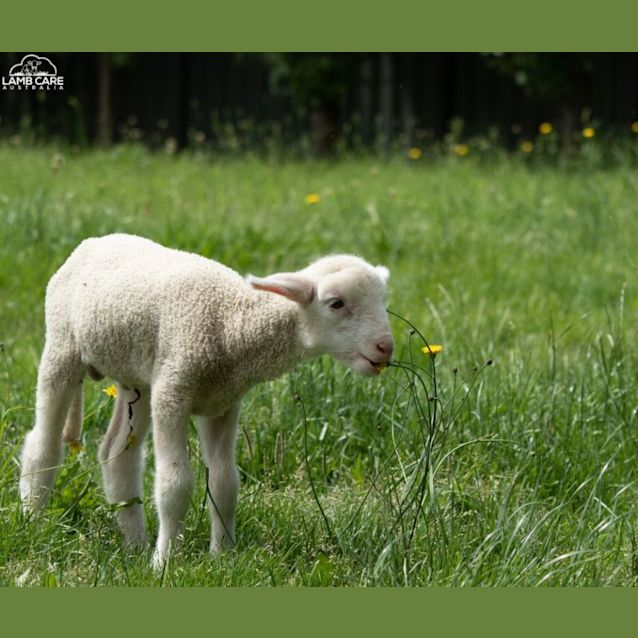 Photo of Prancer And Cupid