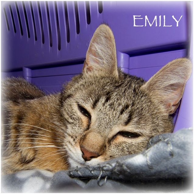 Photo of Emily Now Emmy 