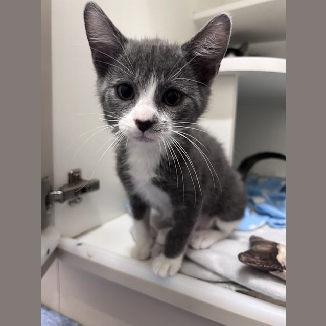 Photo of Atlas