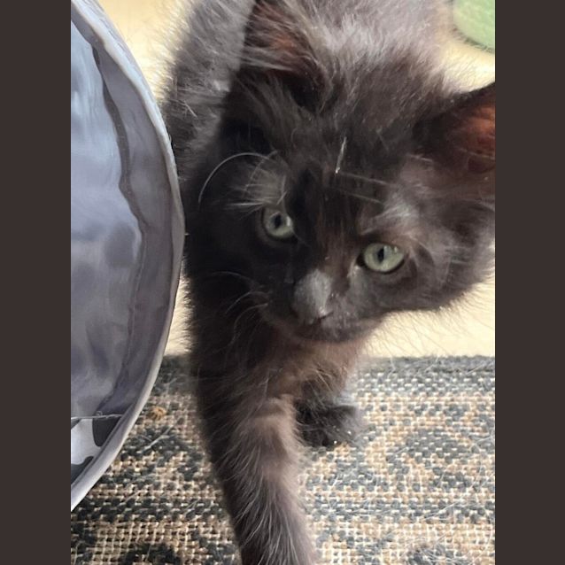 Photo of Cosmo