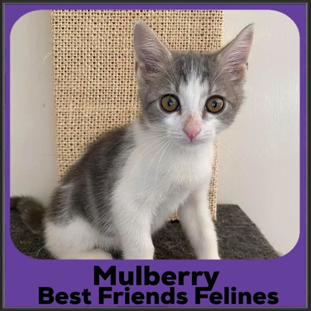 Photo of Mulberry 