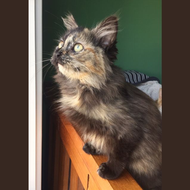 Photo of Kali