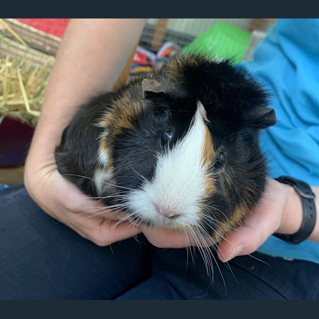 Photo of Cookie