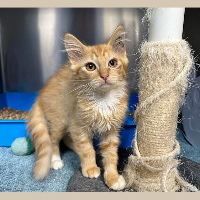 Photo of Mushu