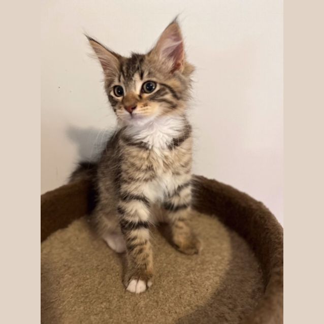 Photo of Ryder   Located In Preston (Available January 16)