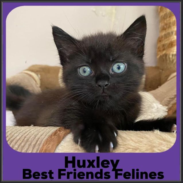 Photo of Huxley 