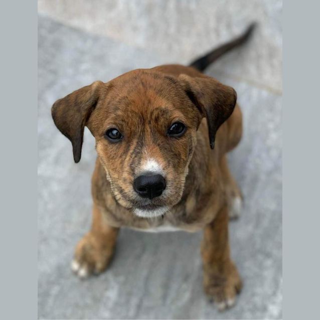 Photo of Rusty 