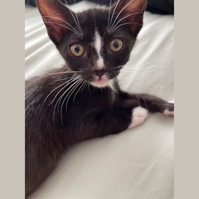 Photo of Choe And Cassidy