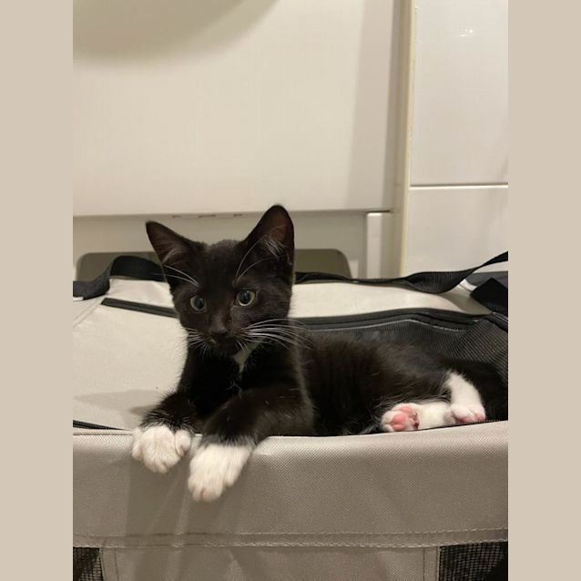 Photo of Meowgi