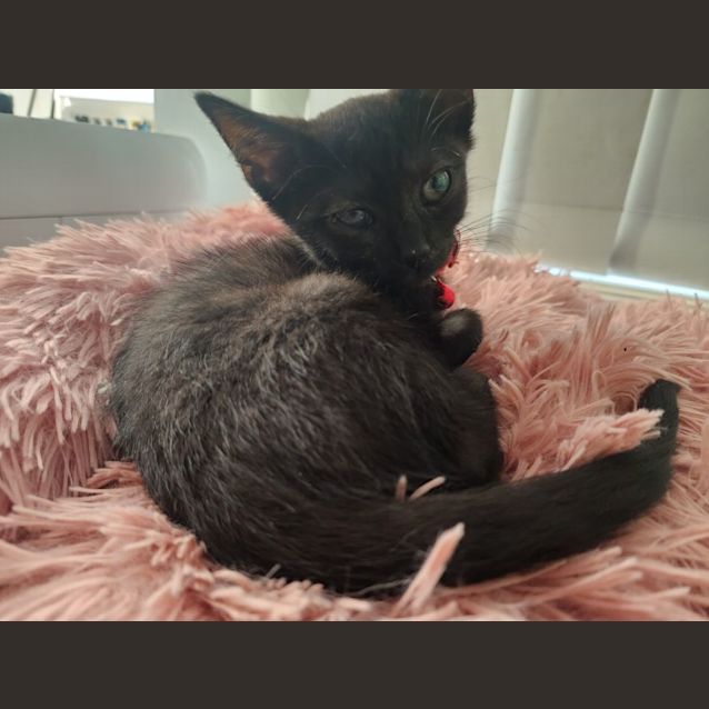 Photo of Habanero ❤️‍🔥🌶🌶