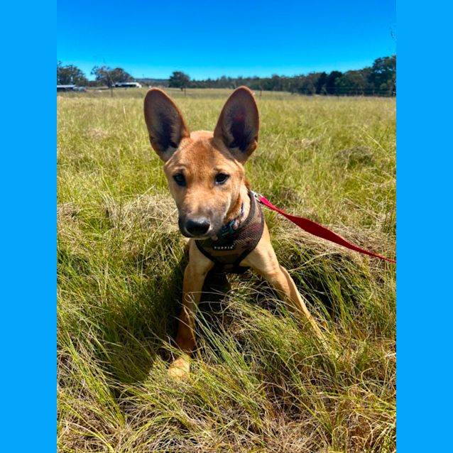 Photo of Hemi