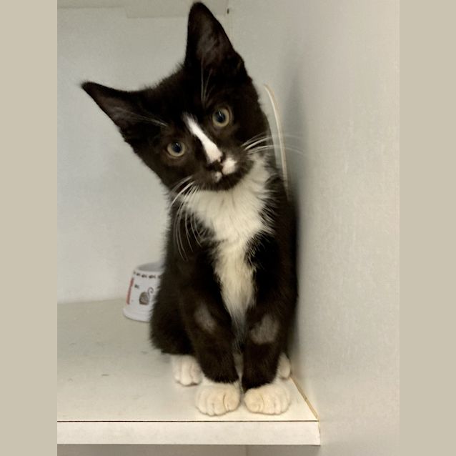Photo of Tux