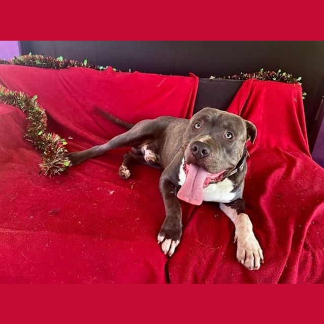 Photo of Bronx (Imp No. 1984)