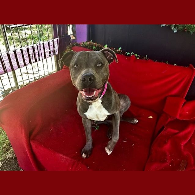 Photo of Brooklyn (Imp No. 2041)