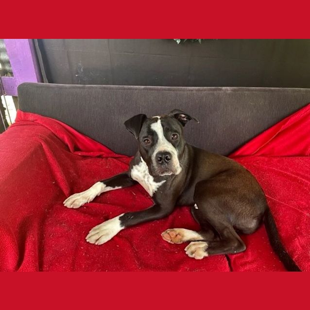 Photo of Aussie (Imp No. 2033)