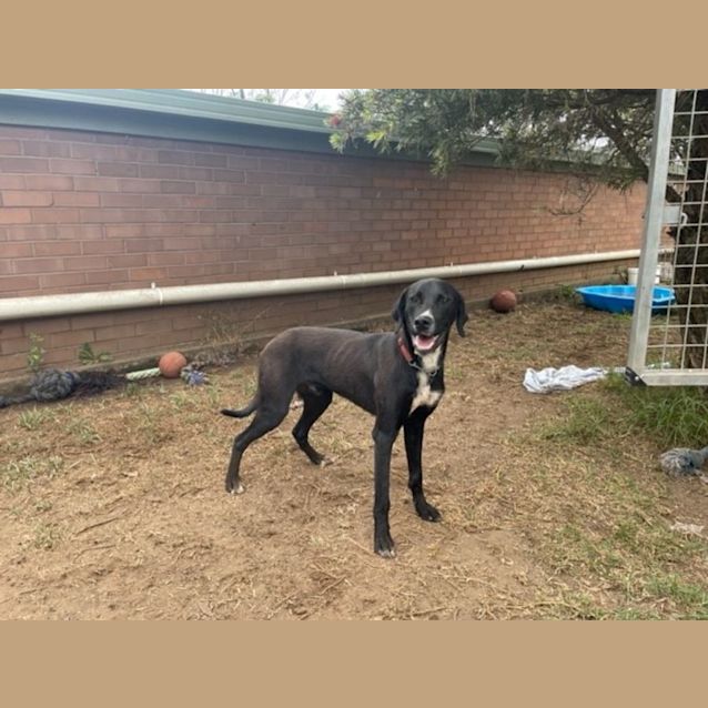 Photo of Larry (Imp No. 1869)