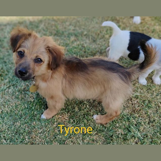 Photo of Tiny Toons Pups!