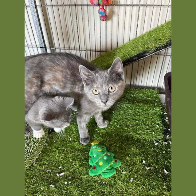 Photo of Poppy ~ Meet Me @ Petstock Chelsea 21/01/23