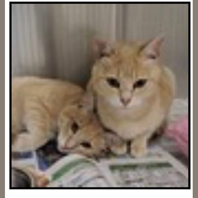 Photo of Carrot & Jock ~ Meet Us Petstock Hastings