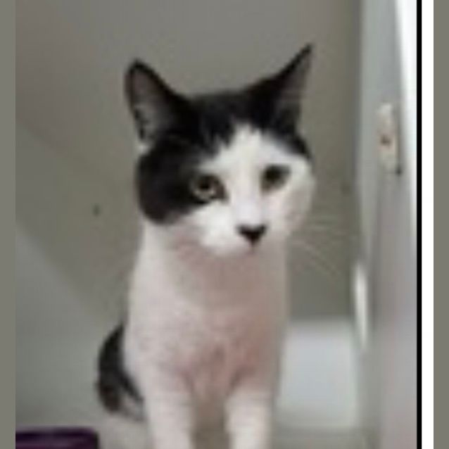 Photo of Danny & Arnie ~ Adopt Us @ Petstock Mornington 