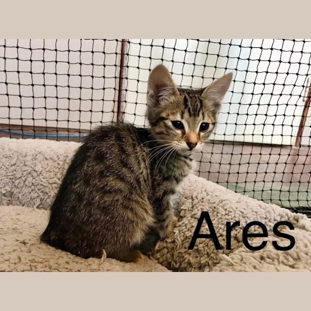 Photo of Ares