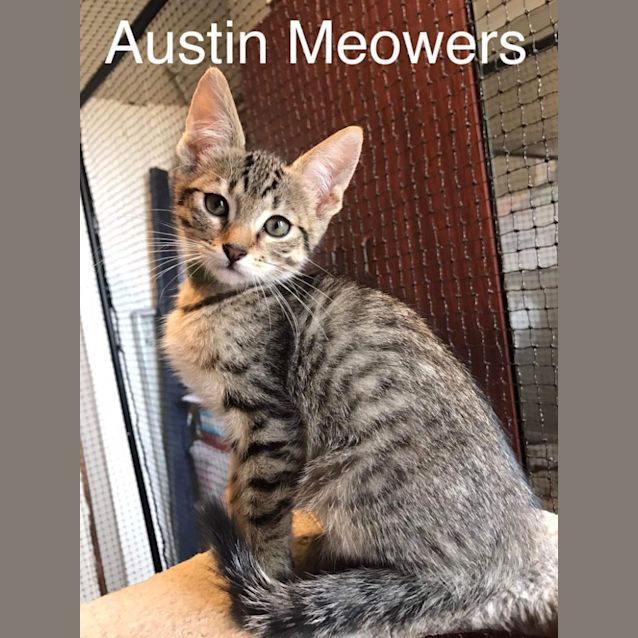 Photo of Austin Meowers