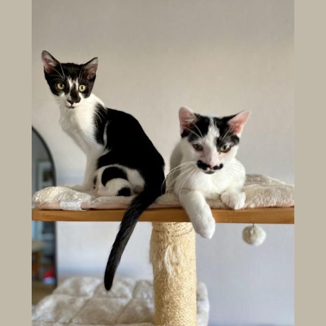 Photo of Monsieur Hector 