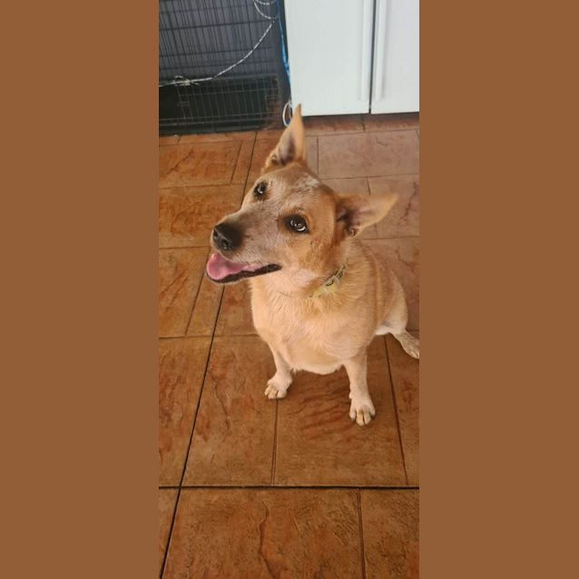 Photo of Willow