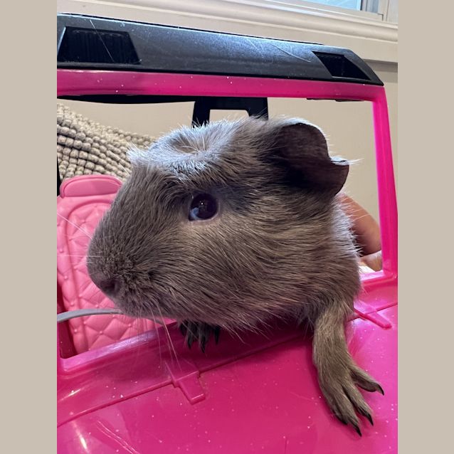 Photo of Zeke (Guinea Pig 105)