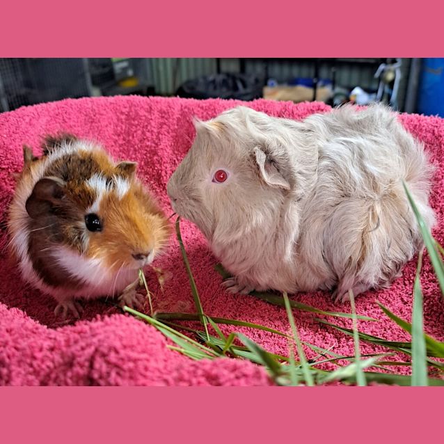 Photo of Angus