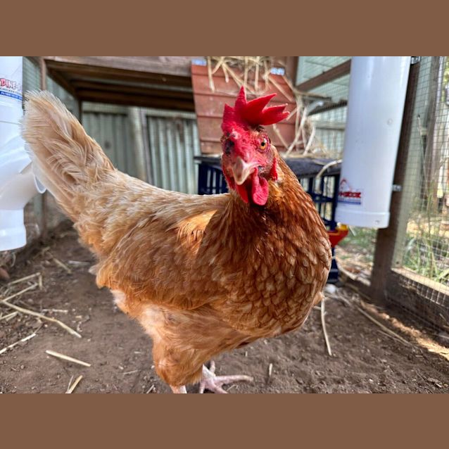 Photo of Barb