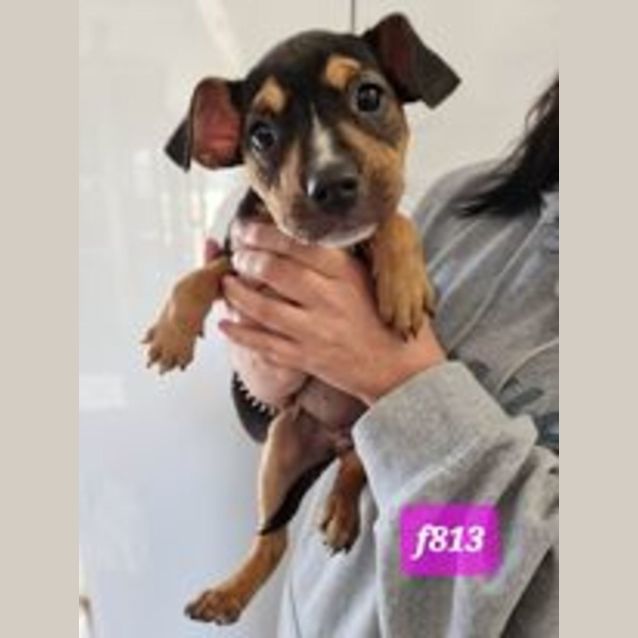Photo of Piper