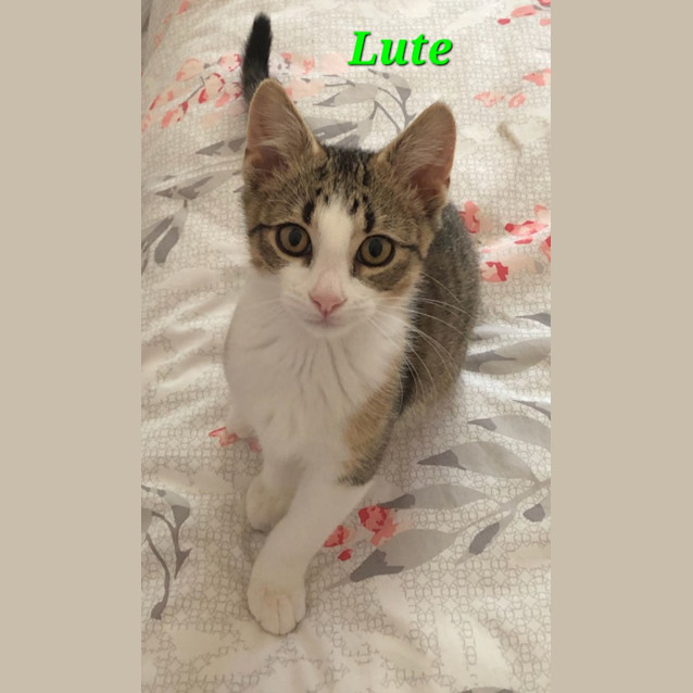 Photo of Lute