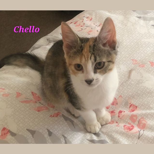 Photo of Chello