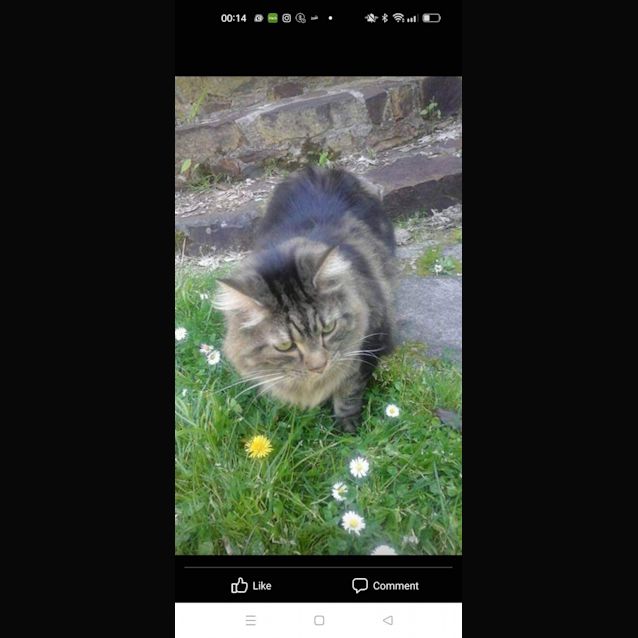 Photo of Cooper And Smudge   Bonded Brothers