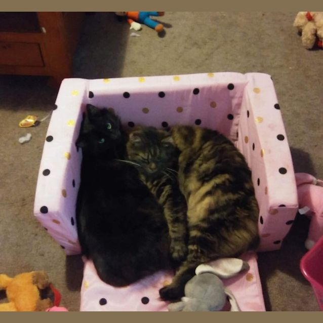 Photo of Cooper And Smudge   Bonded Brothers