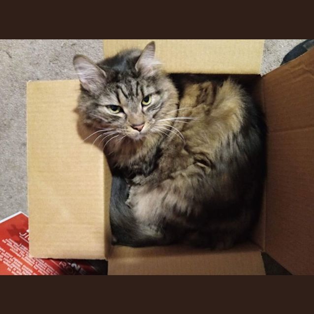 Photo of Cooper And Smudge   Bonded Brothers