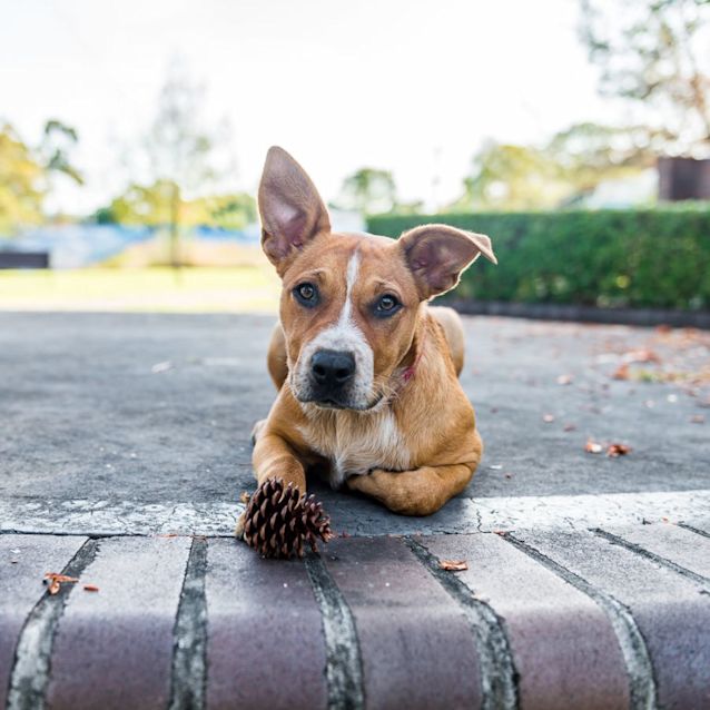 Photo of Baci